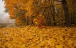Скачать картинку Пейзаж, Осень, Листья в телефон бесплатно.